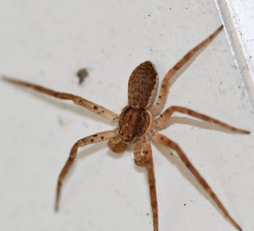 Philodromus dispar